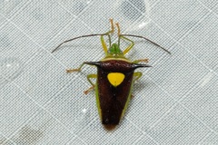 Sastragala javanensis