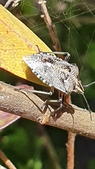 Andocides vittaticeps