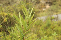 Chusquea tessellata