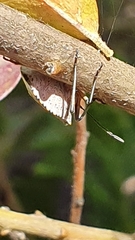 Andocides vittaticeps