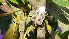 Andocides vittaticeps