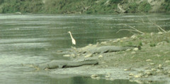 Gavialis gangeticus