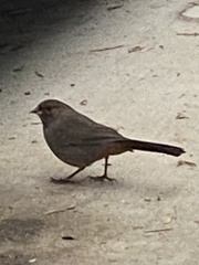 Melozone crissalis