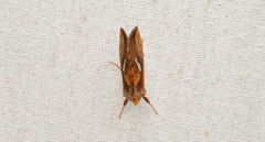 Plusia nichollae