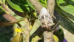 Andocides vittaticeps