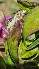 Andocides vittaticeps