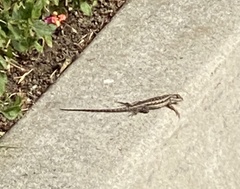 Sceloporus occidentalis