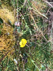 Ranunculus peruvianus