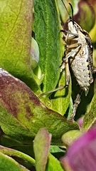 Andocides vittaticeps