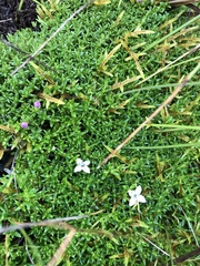 Arcytophyllum muticum