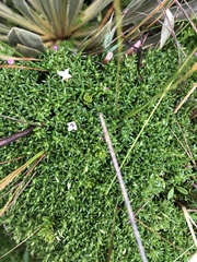 Arcytophyllum muticum
