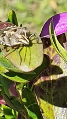 Andocides vittaticeps