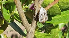 Andocides vittaticeps