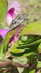 Andocides vittaticeps