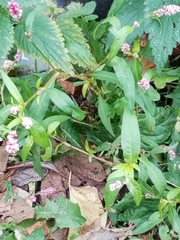 Persicaria maculosa