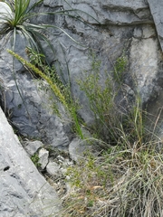 Setaria macrostachya