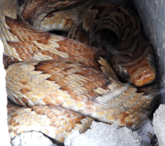 Trimorphodon paucimaculatus