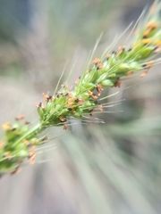 Setaria macrostachya