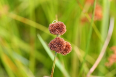 Juncus bolanderi