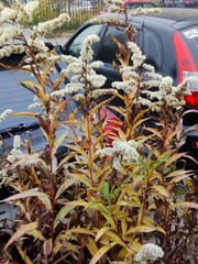 Solidago gigantea