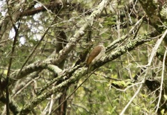 Indicator variegatus