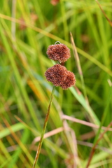 Juncus bolanderi