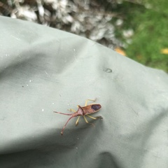 Plinachtus imitator