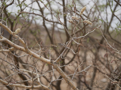 Munza pallescens