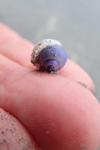 photo of Dwarf Violet Snail (Janthina exigua)