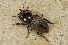 Dorcus
