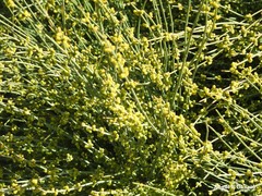 Ephedra fragilis