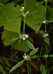Spermacoce latifolia