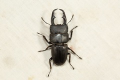 Dorcus reichei prosti