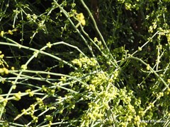 Ephedra fragilis