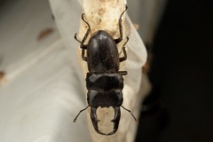 Dorcus reichei prosti