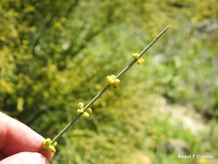 Ephedra fragilis
