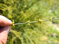 Ephedra fragilis