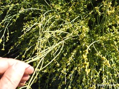 Ephedra fragilis