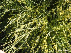 Ephedra fragilis