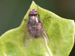 Eudasyphora cyanella