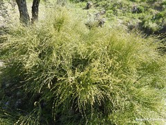 Ephedra fragilis