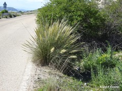 Macrochloa tenacissima