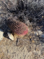 Ferocactus gracilis gracilis