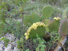 Opuntia huajuapensis
