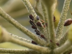 Aphis hederae
