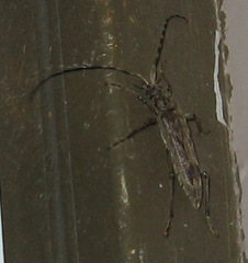 Elytrimitatrix undata