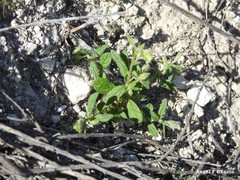 Helianthemum ledifolium