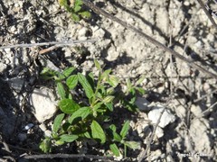 Helianthemum ledifolium