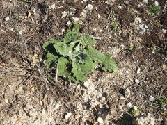 Salvia aethiopis