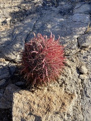 Ferocactus gracilis gracilis